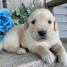 Golden Retriever Puppy Clayton
