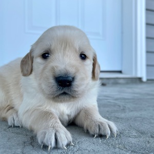 Golden Retriever Puppy Clayton