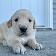 Golden Retriever Puppy Clayton