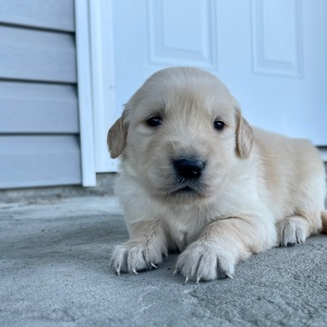 Golden Retriever Puppy Clayton