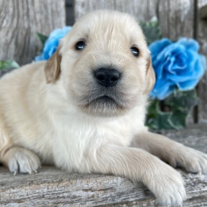 Golden Retriever Puppy Clayton