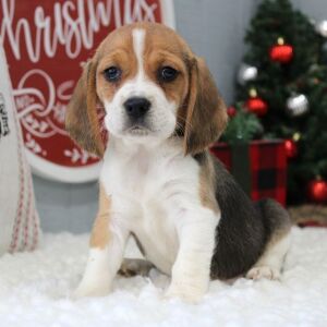 Beagle Puppy Korah