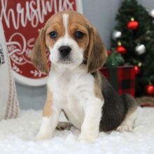 Beagle Puppy Korah