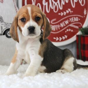 Beagle Puppy Korah