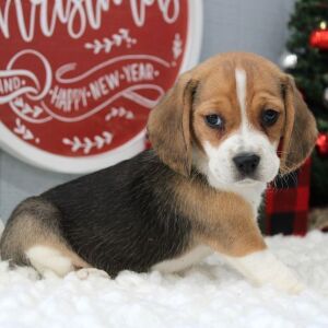 Beagle Puppy Korah