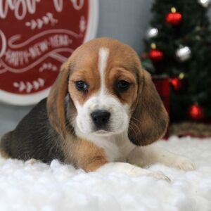 Beagle Puppy Korah