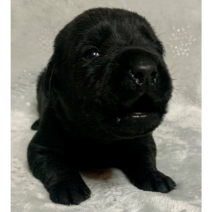 Labrador Retriever Puppy Scout