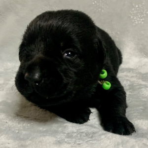 Labrador Retriever Puppy Scout
