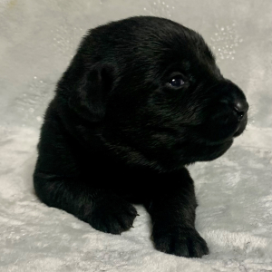 Labrador Retriever Puppy Scout