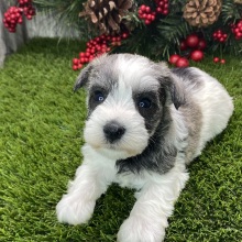 Miniature Schnauzer Puppy Laurel