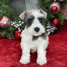Miniature Schnauzer Puppy Laurel
