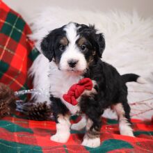 Bernedoodle Puppy Cabo