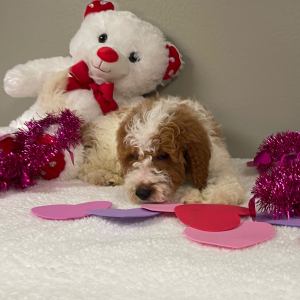 Goldendoodle Puppy Kobey