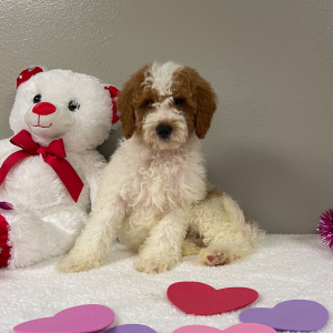 Goldendoodle Puppy Kobey