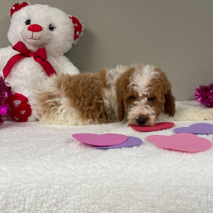 Goldendoodle Puppy Kobey
