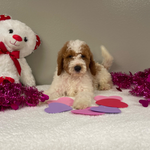 Goldendoodle Puppy Kobey