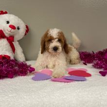 Goldendoodle Puppy Kobey