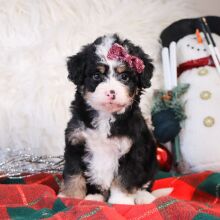 Bernedoodle Puppy Landry