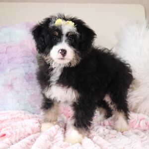 Bernedoodle Puppy Landry