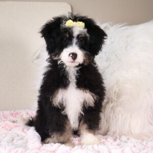 Bernedoodle Puppy Landry