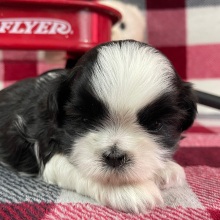Shih Tzu Puppy Xavier