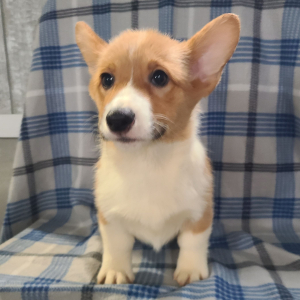 Pembroke Welsh Corgi Puppy Jada