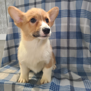 Pembroke Welsh Corgi Puppy Jada
