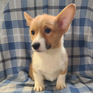 Pembroke Welsh Corgi Puppy Jada