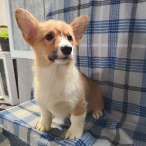 Pembroke Welsh Corgi Puppy Jada