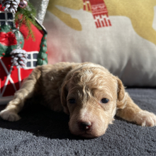 Poodle Puppy Trudie
