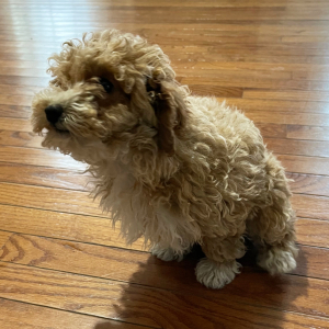 Poodle Puppy Trudie