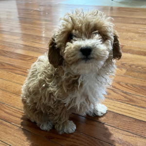 Poodle Puppy Trudie