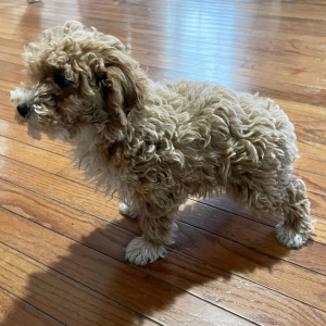 Poodle Puppy Trudie