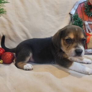 Beagle Puppy Tux