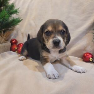Beagle Puppy Tux