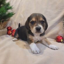Beagle Puppy Tux