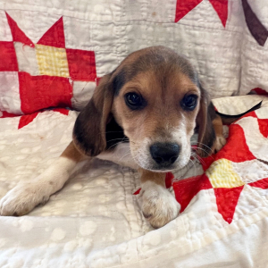 Beagle Puppy Tux