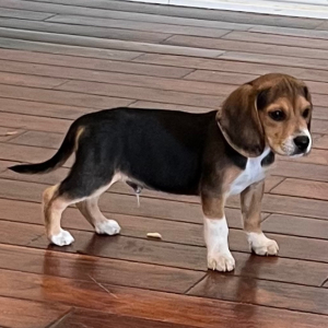 Beagle Puppy Tux