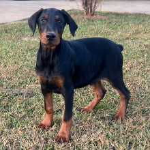 Doberman Pinscher Puppy Baron