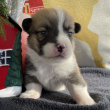 Pembroke Welsh Corgi Puppy Kale