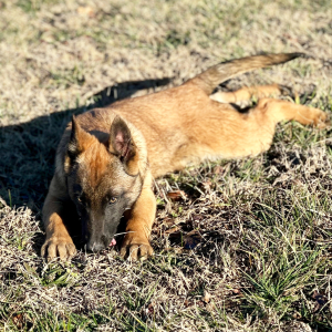 Belgian Malinois Puppy Lacee