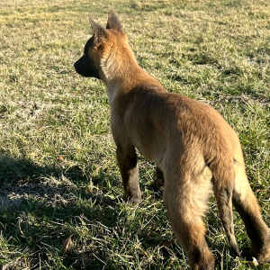 Belgian Malinois Puppy Lacee