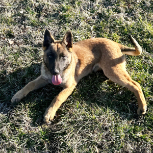 Belgian Malinois Puppy Lacee