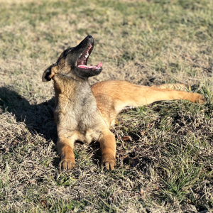 Belgian Malinois Puppy Lacee