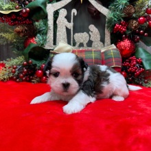 Shih Tzu Puppy Darling