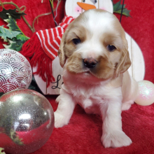 Cocker Spaniel Puppy Tequila Sunrise