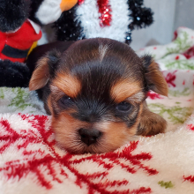 Yorkshire Terrier Puppy Lumi