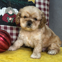 Cocker Spaniel Puppy Radar