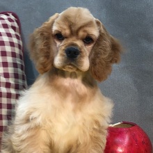 Cocker Spaniel Puppy Radar