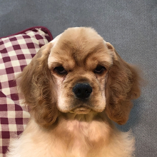 Cocker Spaniel Puppy Radar